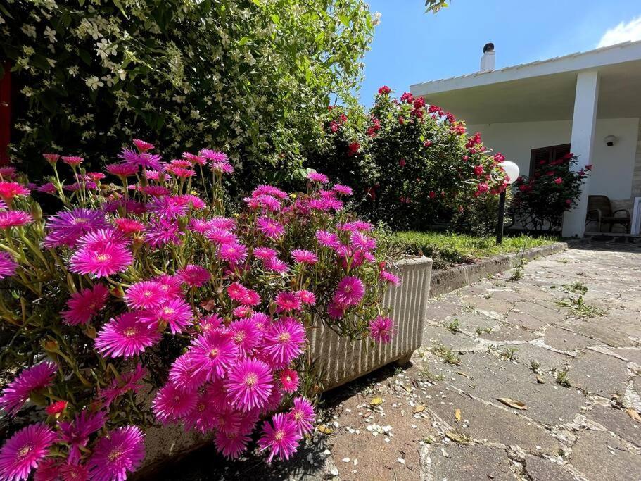 Rose Country Villa Cassano delle Murge Exterior photo